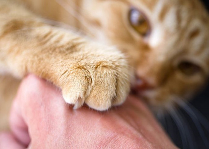 9 Tips Jitu Menjinakan Kucing Anda yang Galak dan Suka Nyakar