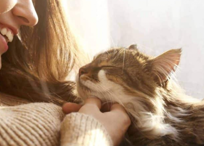 Memelihara Kucing Bisa Bikin Sehat Jantung? Berikut 5 Manfaat Memiliki Kucing Peliharaan, Menurut Pakar Hewan