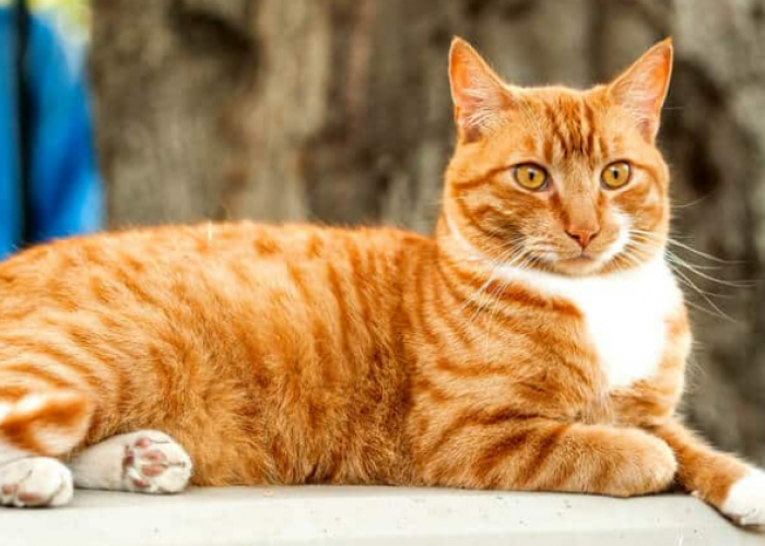 Ini 5 Manfaat Memiliki Kucing Kampung, yang Seringkali Diremehkan dan Tidak Diketahui Banyak Orang!