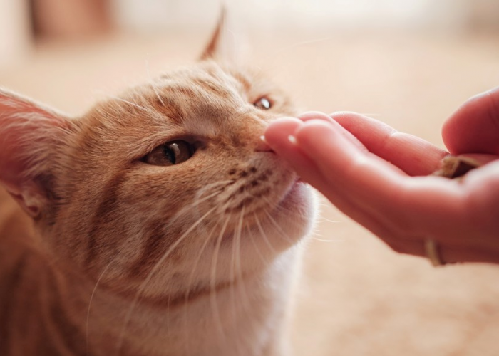 Tanda Pertemanan? Berikut 4 Alasan Kucing Kampung Sering Mengendus Tangan Kita, yang Bisa Bikin Terharu