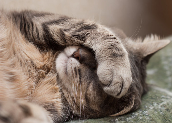 Jangan Diabaikan! 5 Posisi Tidur Kucing Sedang Sakit yang Jarang Disadari, Cat Lovers Harus Peka!