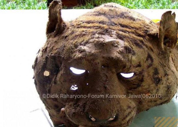 Kisah Potongan Kepala Harimau Jawa Gunung Ciremai, Diawetkan dengan Garam, Dipakai Bermain Anak-anak
