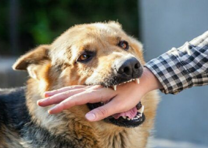 JANGAN PANIK! Inilah Cara Menangani Cedera Akibat Gigitan Anjing Dengan Baik dan Benar