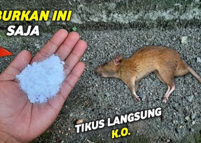 Buat Tikus Kabur Karena Baunya, Berikut 6 Cara Mengusir Tikus Menggunakan Micin