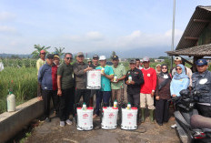 Penyakit Tungro Serang Petani Padi di Kuningan, Ini Langkah Diskatan 
