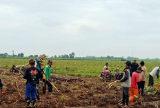 Pemkab Majalengka Targetkan Swasembada Gula, Ini yang Dilakukan