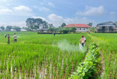 Diskatan Kuningan Turun ke Sawah, Kendalikan Hama Padi di Dua Kecamatan