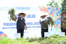 Ubi Varietas Cilembu dan Naruto Dikembangkan Petani Kuningan