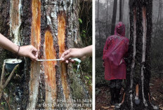 Penyadapan Getah Pinus Sudah Berlangsung Lama, Bupati Dian: Kewenangan Ada di Pusat