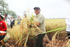Kuningan ‘Curi Start’ Panen Sawah di Maret, Pantura Masih Pemanasan