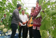 Bukan Lagi Buah Mangga, Petani Muda Indramayu Kembangkan Melon Premium
