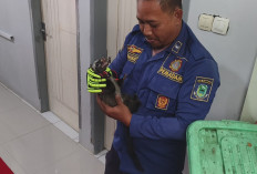 Rumah Warga Caracas Berantakan, Ternyata Ada Musang Masuk, Damkar Turun Tangan