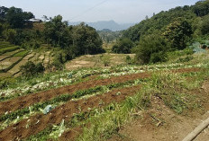 5 Kecamatan Paling Dingin di Kuningan, Ada yang Suhunya Bisa Turun hingga 16 Derajat Celsius