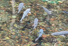 Populasi Ikan Dewa Cigugur Tinggal 200 Ekor?