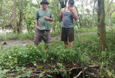 Warga Indramayu Was-Was Banjir, Minta Pintu Klep Sungai Cimanuk Cepat Diperbaiki
