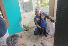 Gerak Cepat Damkar Kuningan Evakuasi Ular Berbisa dari Permukiman Warga