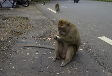 Habitat Monyet Plangon Mulai Terancam