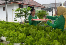 Warga Binaan Lapas Kuningan Panen Perdana Selada Bokor