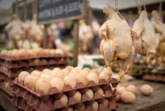Spanyol Angkat Trofi, Telur Ayam di Kuningan Naik Harga