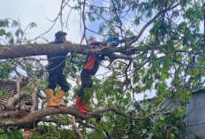 Wilayah Kuningan Dilanda Angin Kencang, 17 Titik Desa Laporkan Adanya Pohon Tumbang
