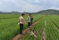 Pria Asal Cibeureum Ditemukan Meninggal di Sawah, Ini Hasil Pemeriksaan Polisi