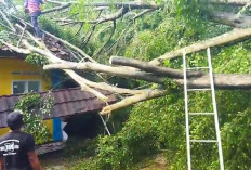 Angin Kencang Terjang Jalaksana Kuningan, Rumah Warga dan Madrasah Rusak Tertimpa Pohon