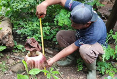 Miliki Aroma Berbeda, Bunga Bangkai Tumbuh di Area Pemakaman Desa Kubang