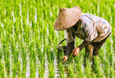 Petani Kuningan Kini Dilindugi Asuransi 