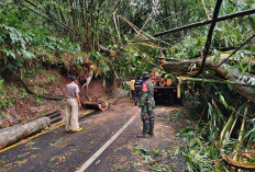 Pohon Tumbang Tutup Total Ruas Jalan Kiaradomba Desa Cileuya