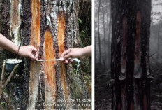 Paguyuban Silihwangi Majakuning Bantah Pelaku Penyadapan Getah Pinus