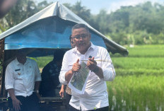 Tekan Serangan Hama Padi, Kuningan Terapkan Pengendalian Berbasis Ekosistem
