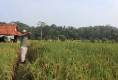 15 Hektare Sawah di Darma Diserang Tikus, Kepala Diskatan Kuningan Turun Tangan Kendalikan Hama