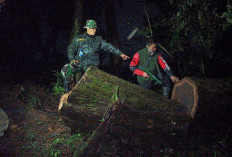 Komplotan Pembalakan Liar di Hutan Gunung Ciremai Incar Pohon Bernilai Jual Tinggi