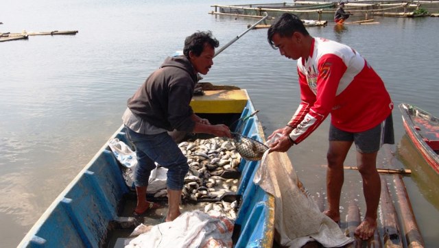 Puluhan Ton Ikan di Waduk Darma Mati, Petani Rugi Ratusan Juta