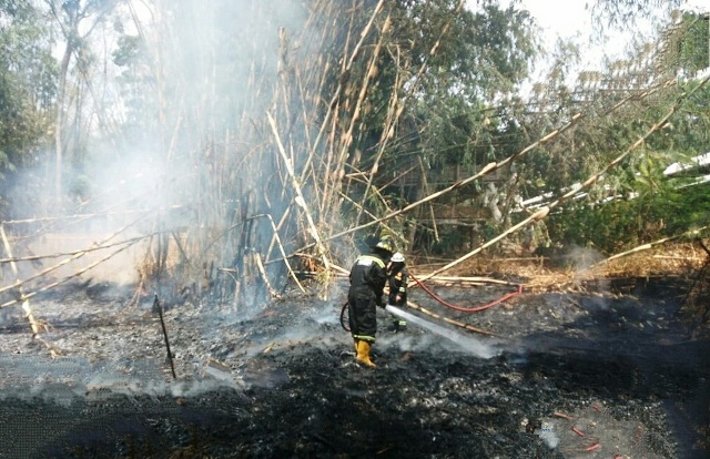 Ratusan Pohon Bambu di Winduherang Terbakar