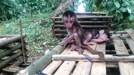 Puluhan Monyet Ekor Panjang Ditangkap BKSDA