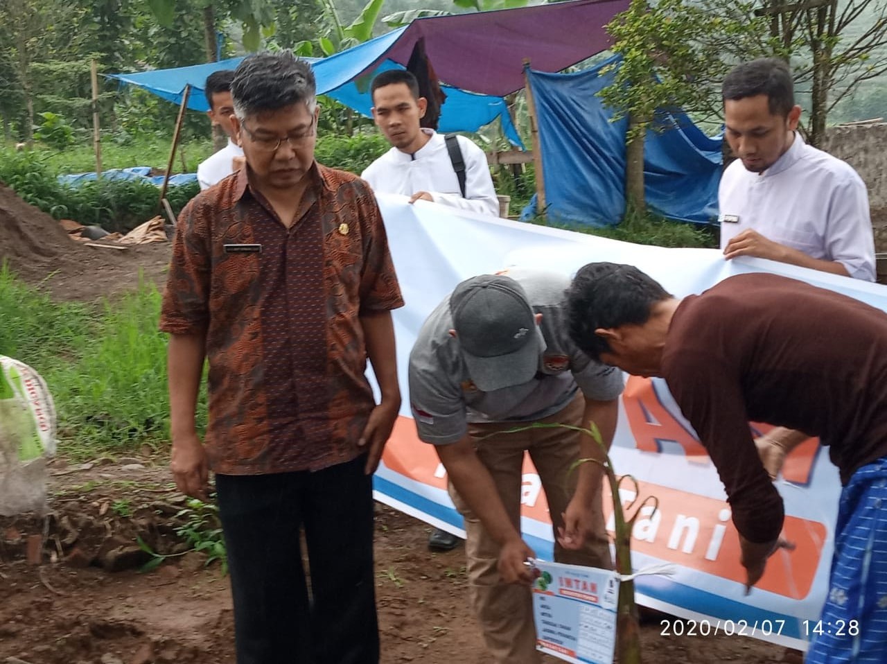 Infak Tani, Target Tanam 5.000 Pohon Pisang