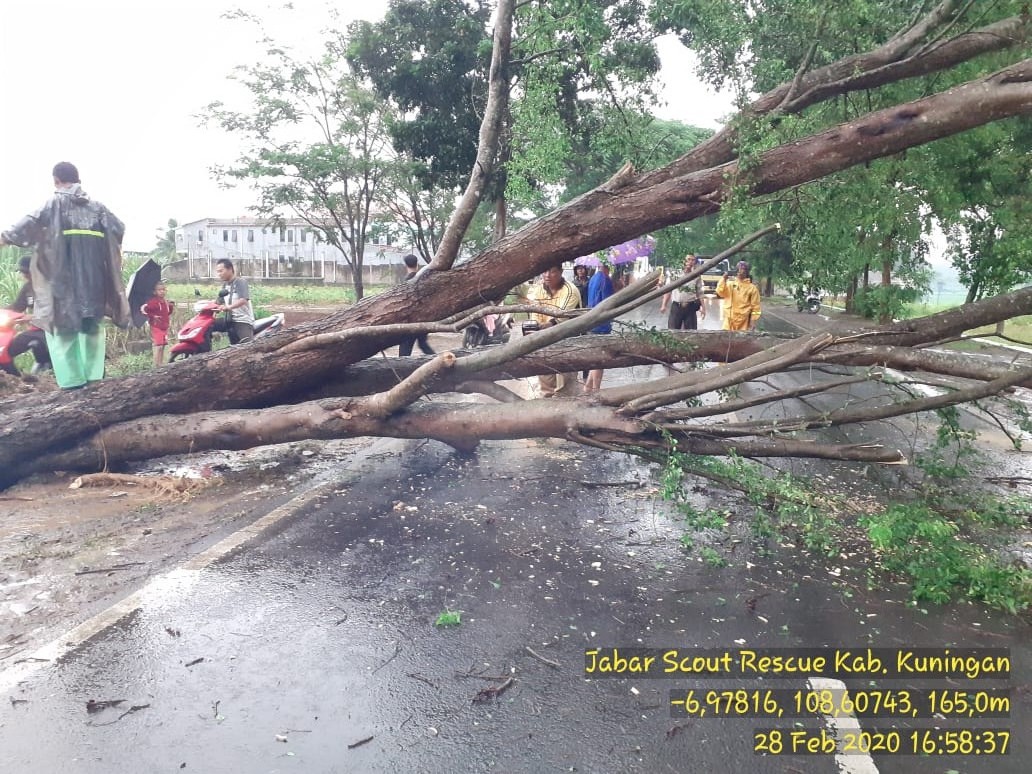 Pohon Tumbang Tutup Jalan, Motor Dinas Penyuluh Tertimpa Angsana