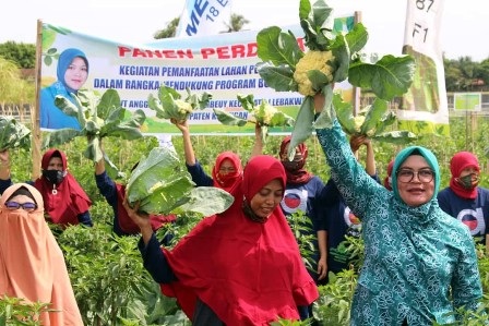 Ika Panen Perdana Kembang Kol di desa Cinembeuy