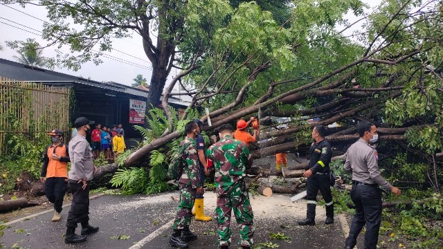Pohon Angsana Tumbang Tutup Akses Jalan Kuningan-Oleced